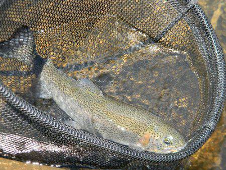 平谷湖フィッシングスポット 釣果