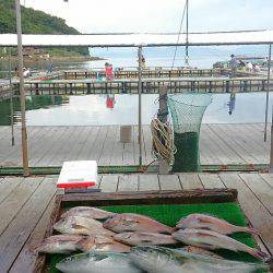 海の釣堀 海恵 釣果