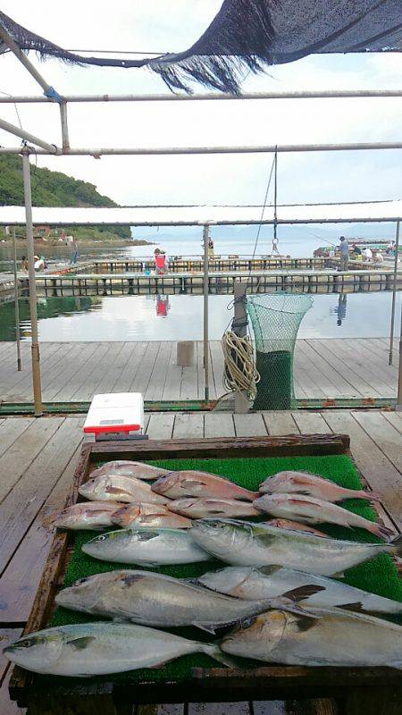 海の釣堀 海恵 釣果