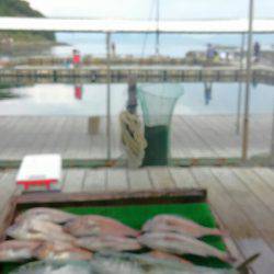 海の釣堀 海恵 釣果