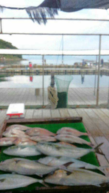海の釣堀 海恵 釣果