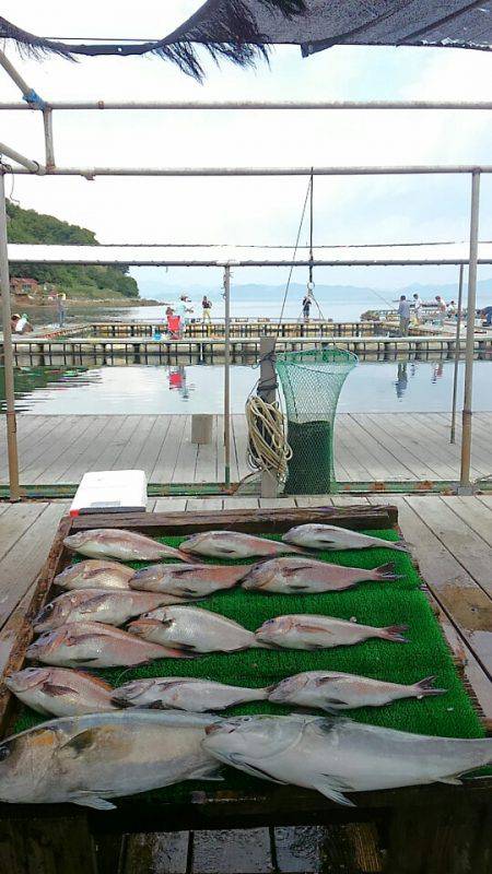 海の釣堀 海恵 釣果