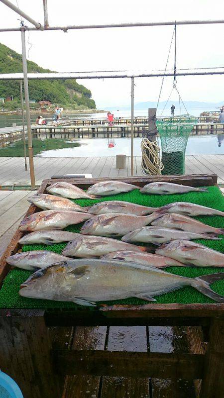 海の釣堀 海恵 釣果