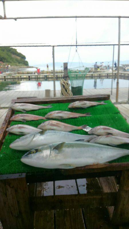 海の釣堀 海恵 釣果