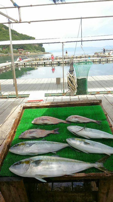 海の釣堀 海恵 釣果
