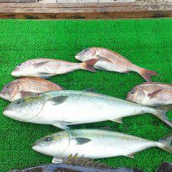 海の釣堀 海恵 釣果