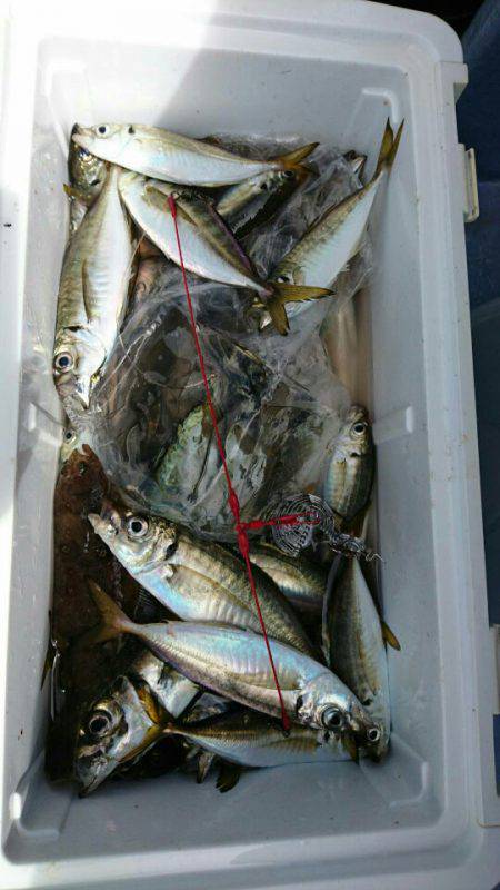 金沢八景鴨下丸 釣果