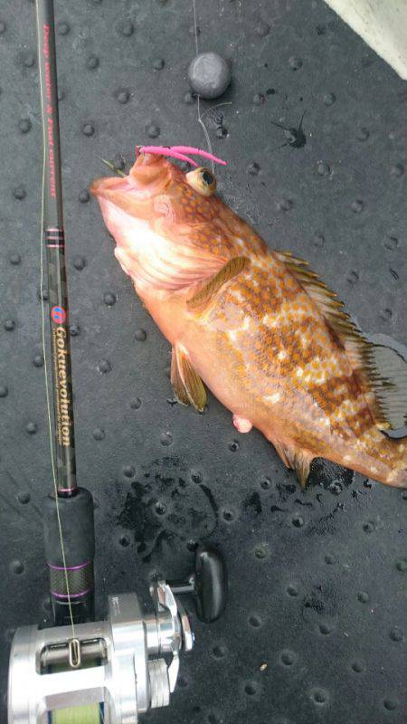 ARCADIAⅡ (アルカディアⅡ) 釣果