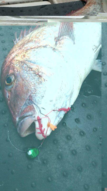 ARCADIAⅡ (アルカディアⅡ) 釣果