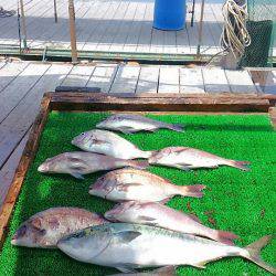 海の釣堀 海恵 釣果