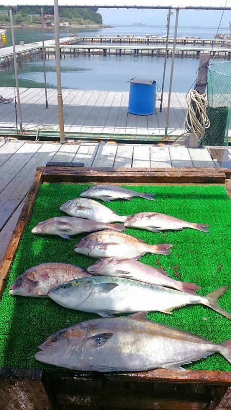 海の釣堀 海恵 釣果
