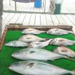海の釣堀 海恵 釣果