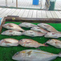海の釣堀 海恵 釣果