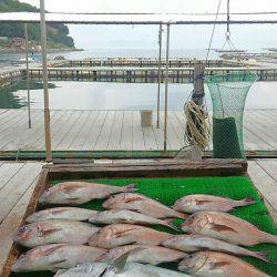 海の釣堀 海恵 釣果
