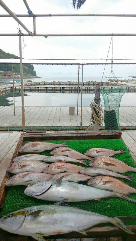 海の釣堀 海恵 釣果