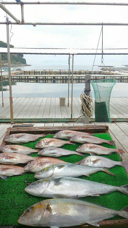 海の釣堀 海恵 釣果