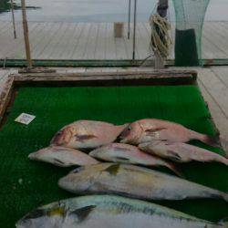 海の釣堀 海恵 釣果