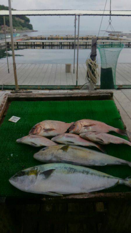 海の釣堀 海恵 釣果