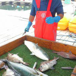 海の釣堀 海恵 釣果