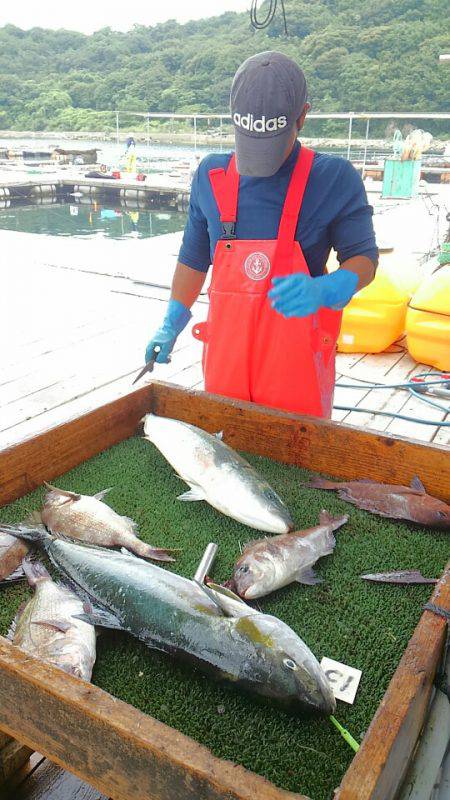 海の釣堀 海恵 釣果