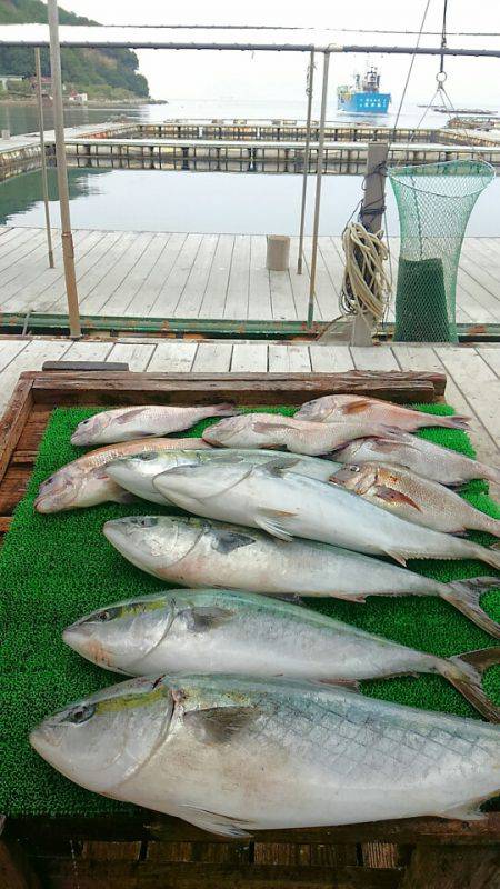 海の釣堀 海恵 釣果