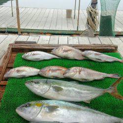 海の釣堀 海恵 釣果