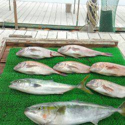 海の釣堀 海恵 釣果