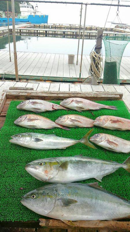 海の釣堀 海恵 釣果