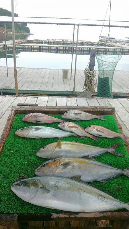 海の釣堀 海恵 釣果