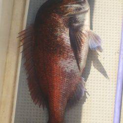 ブルドック 釣果