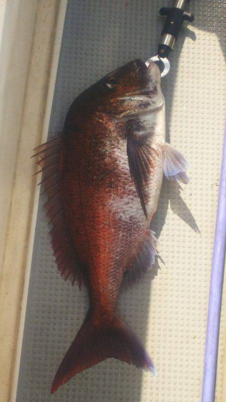 ブルドック 釣果