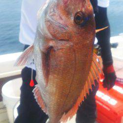 ブルドック 釣果