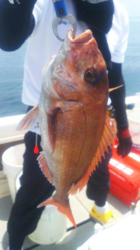 ブルドック 釣果