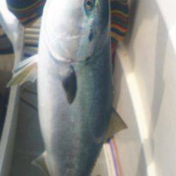 ブルドック 釣果