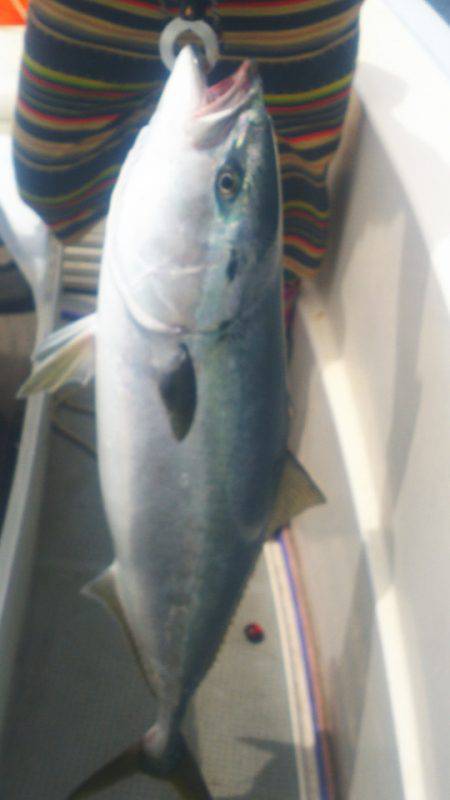 ブルドック 釣果