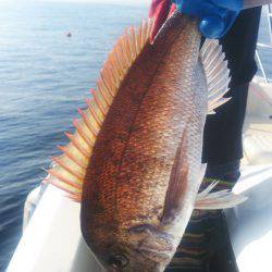 ブルドック 釣果