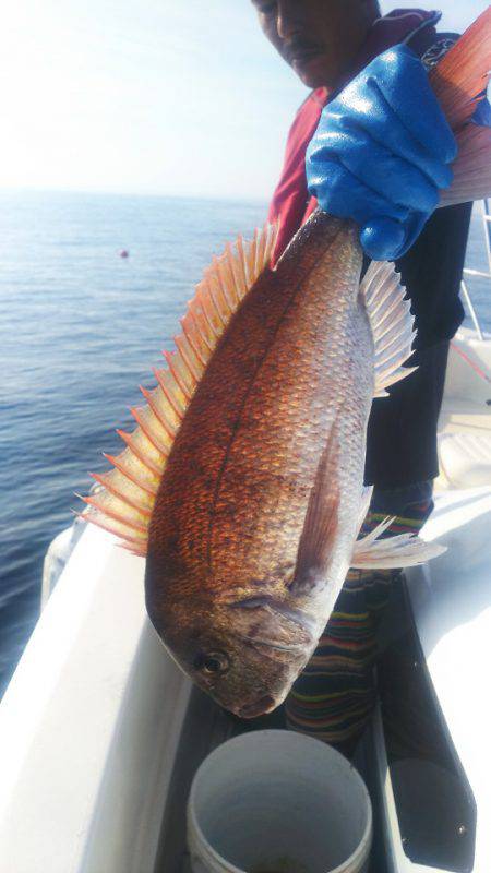 ブルドック 釣果