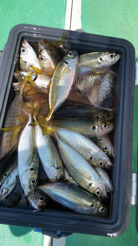 金沢八景鴨下丸 釣果