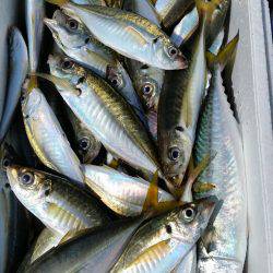 金沢八景鴨下丸 釣果