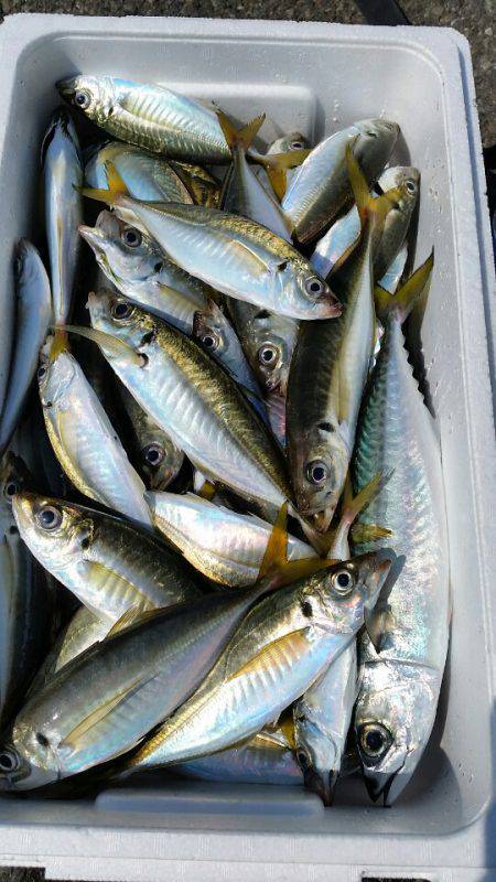 金沢八景鴨下丸 釣果