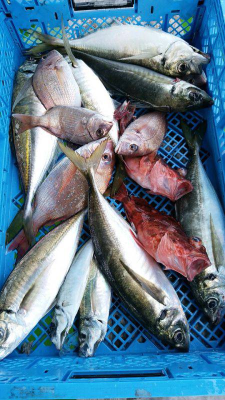 小島丸 釣果
