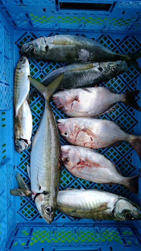 小島丸 釣果