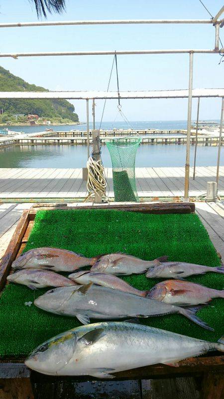 海の釣堀 海恵 釣果