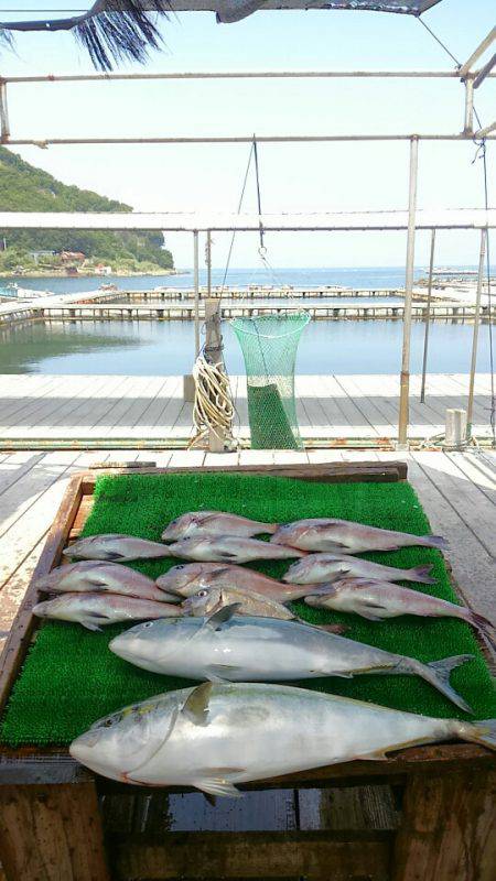 海の釣堀 海恵 釣果
