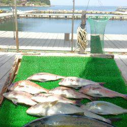 海の釣堀 海恵 釣果