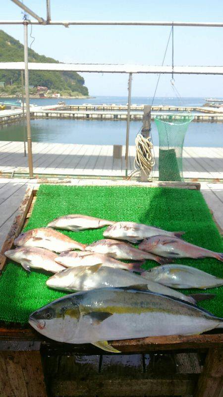 海の釣堀 海恵 釣果