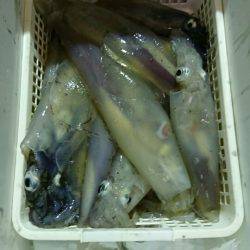 海龍丸（石川） 釣果