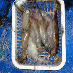 海龍丸（石川） 釣果