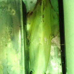 あみや渡船 JIGBOY 釣果