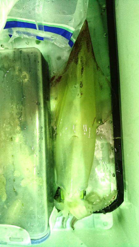 あみや渡船 JIGBOY 釣果